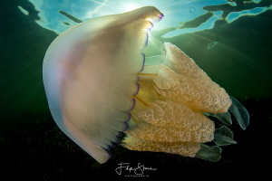 Barrel jellyfish (Rhizostoma pulmo), Zeeland, The Netherl... by Filip Staes 